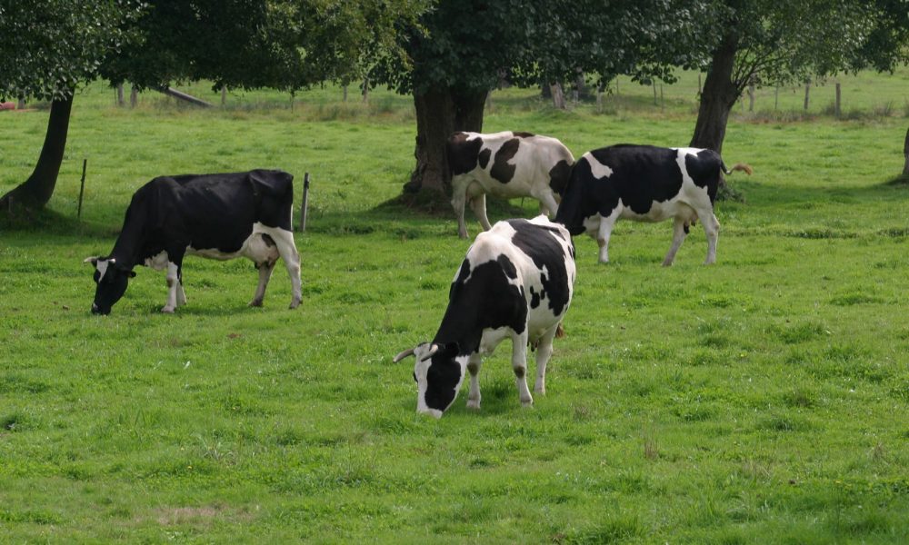 “Farmer Sentenced to Prison for Inoculating Cows with Prohibited Vaccines to Collect Insurance and Compensation”